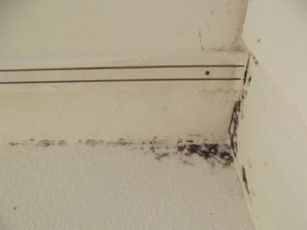 Technician in protective gear removing a mold-damaged wall in a Berwyn home